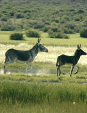 Wild roaming burros.
