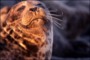 happy-seal.jpg